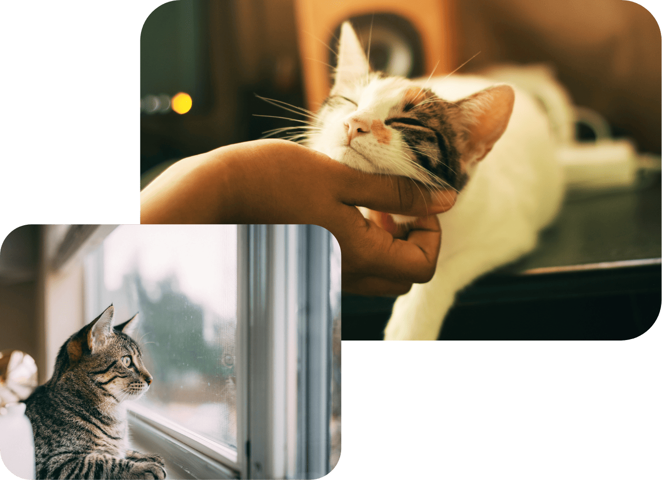 猫ちゃんのリラックス姿