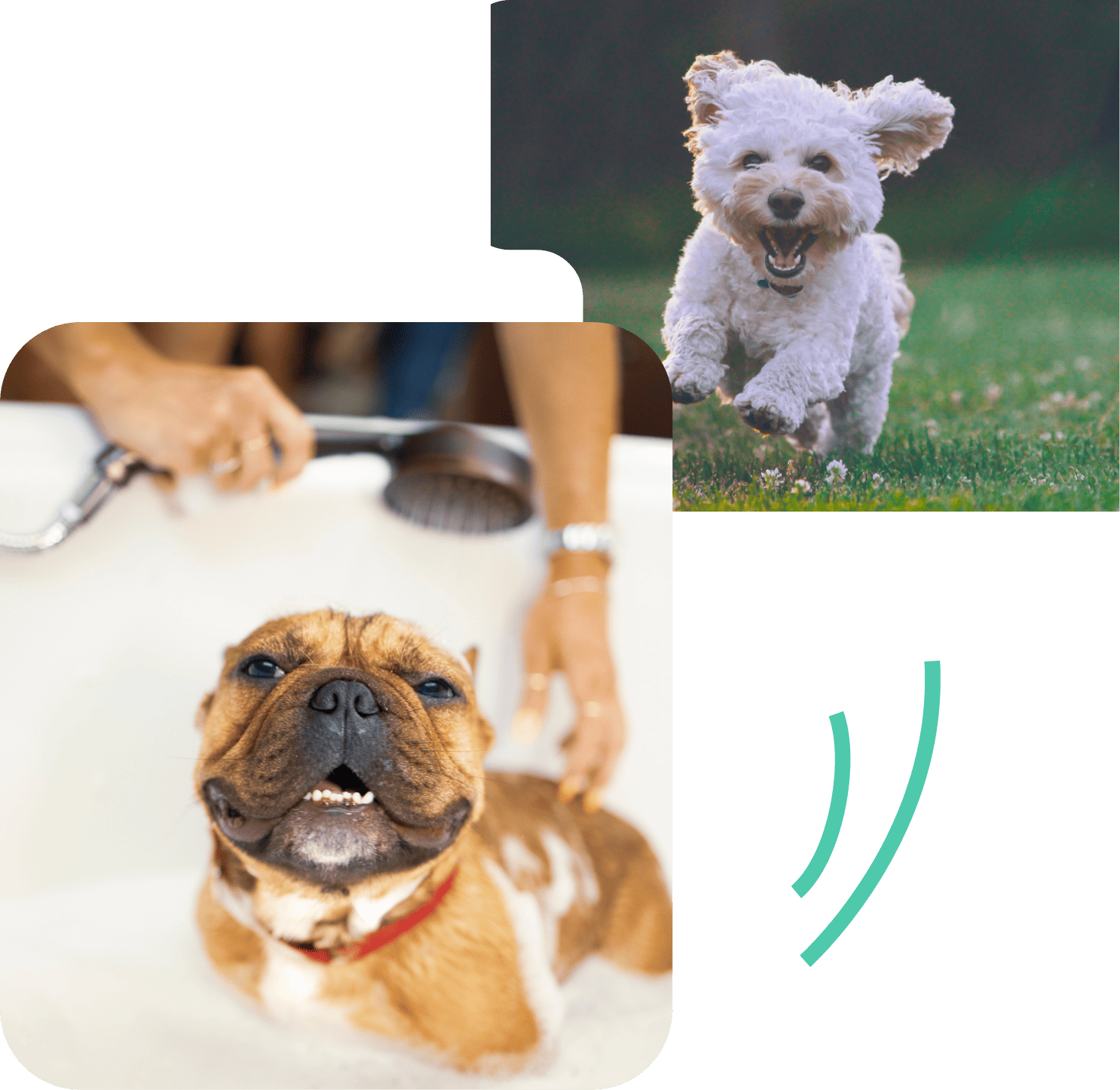 室内型ドッグラン、トリミングルーム