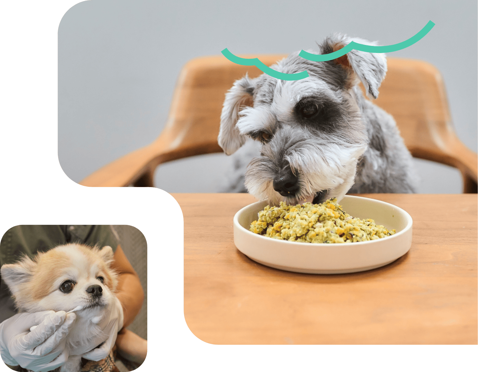 歯周病チェックを受けたりフレッシュフードを食べるわんちゃん