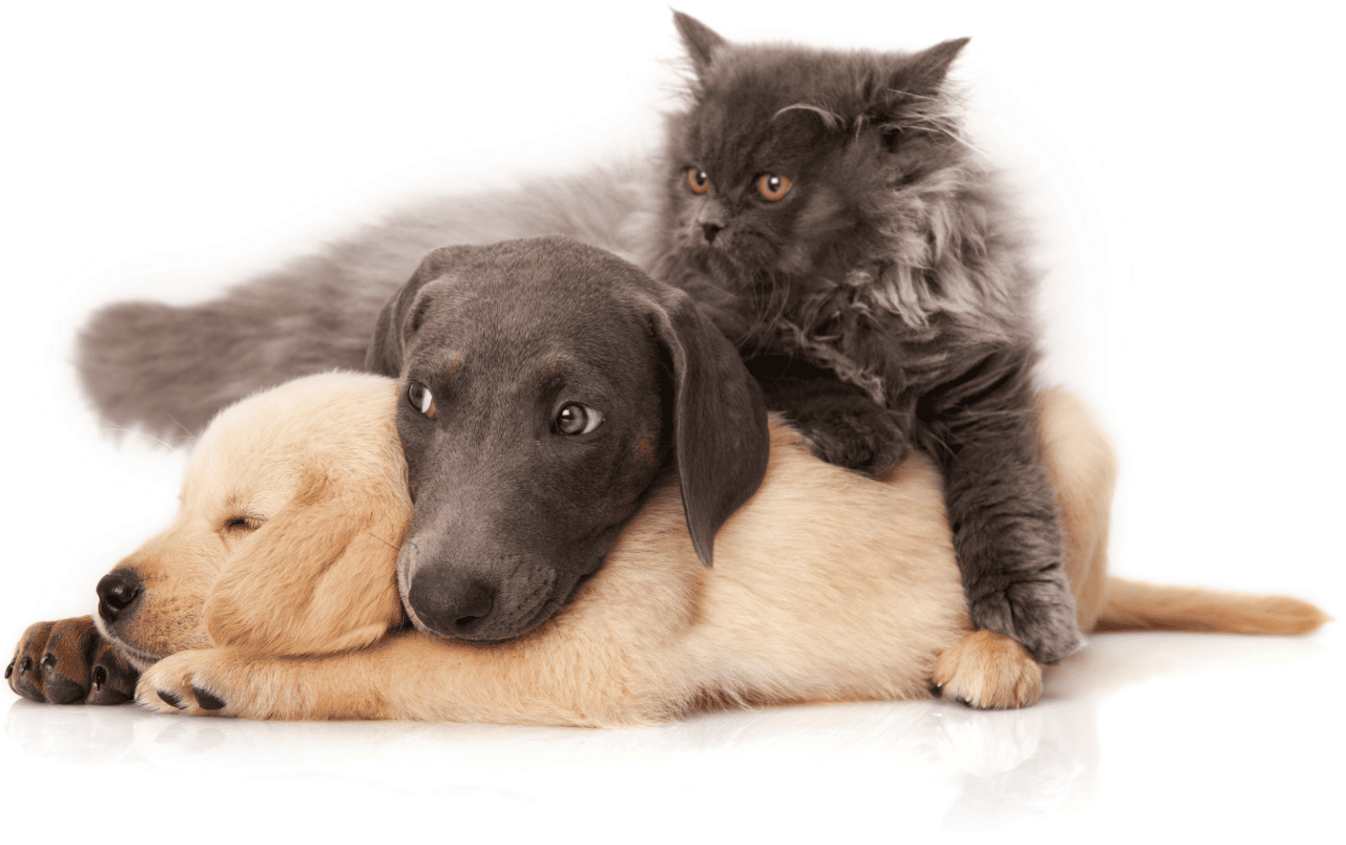 わんちゃん、ねこちゃんの写真