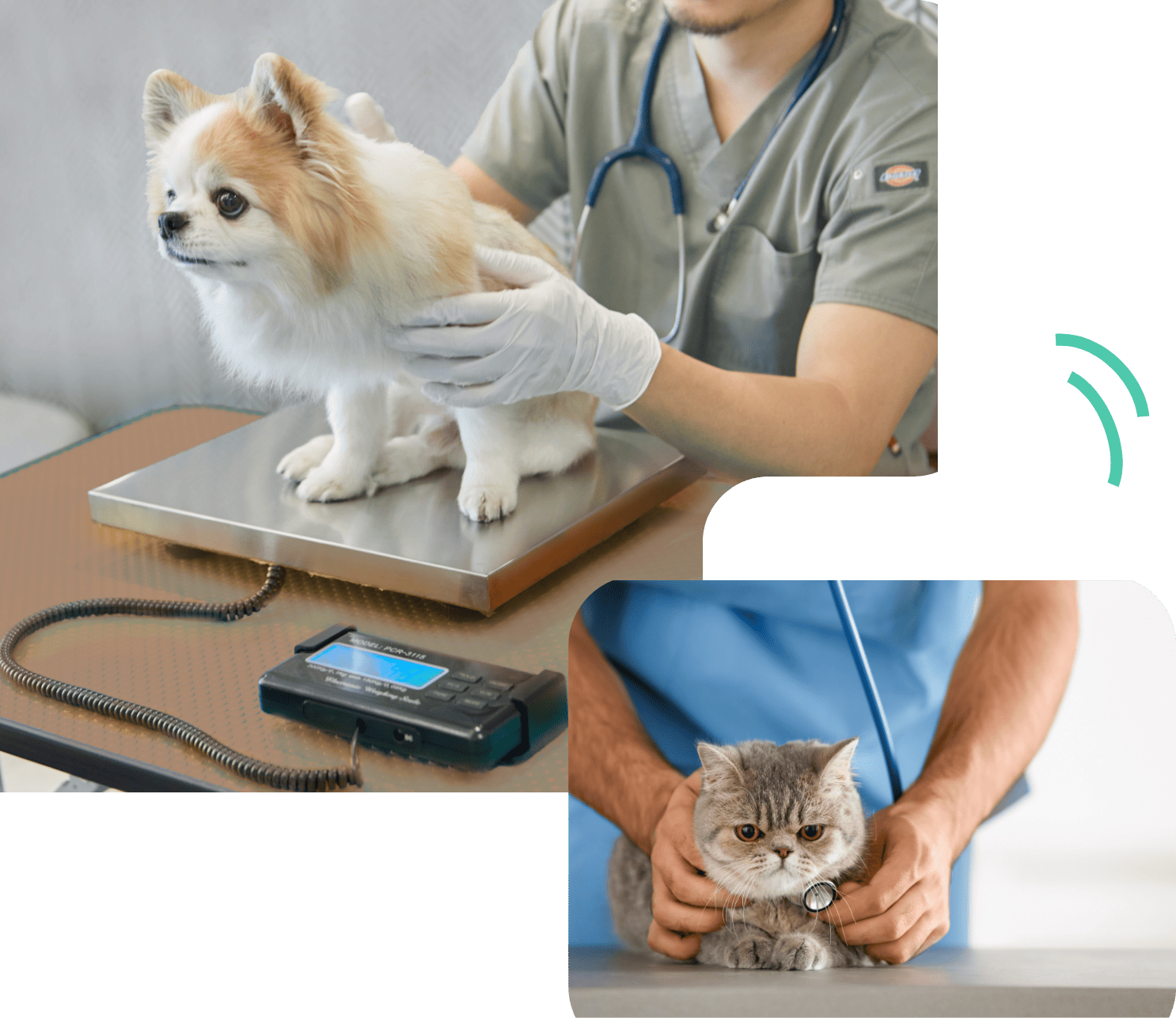 健診をうけるわんちゃんねこちゃん