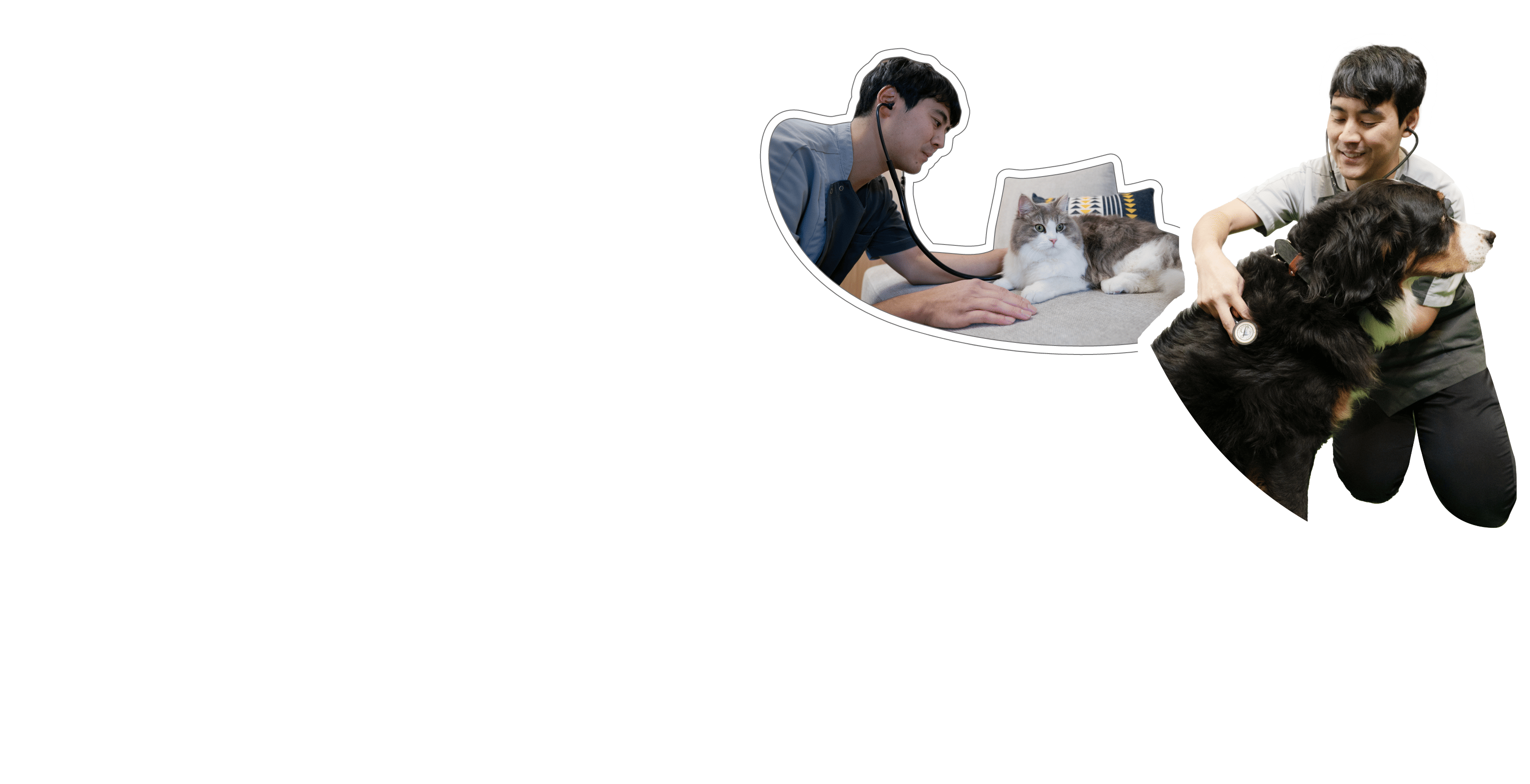 わんちゃんねこちゃんが検診されている様子