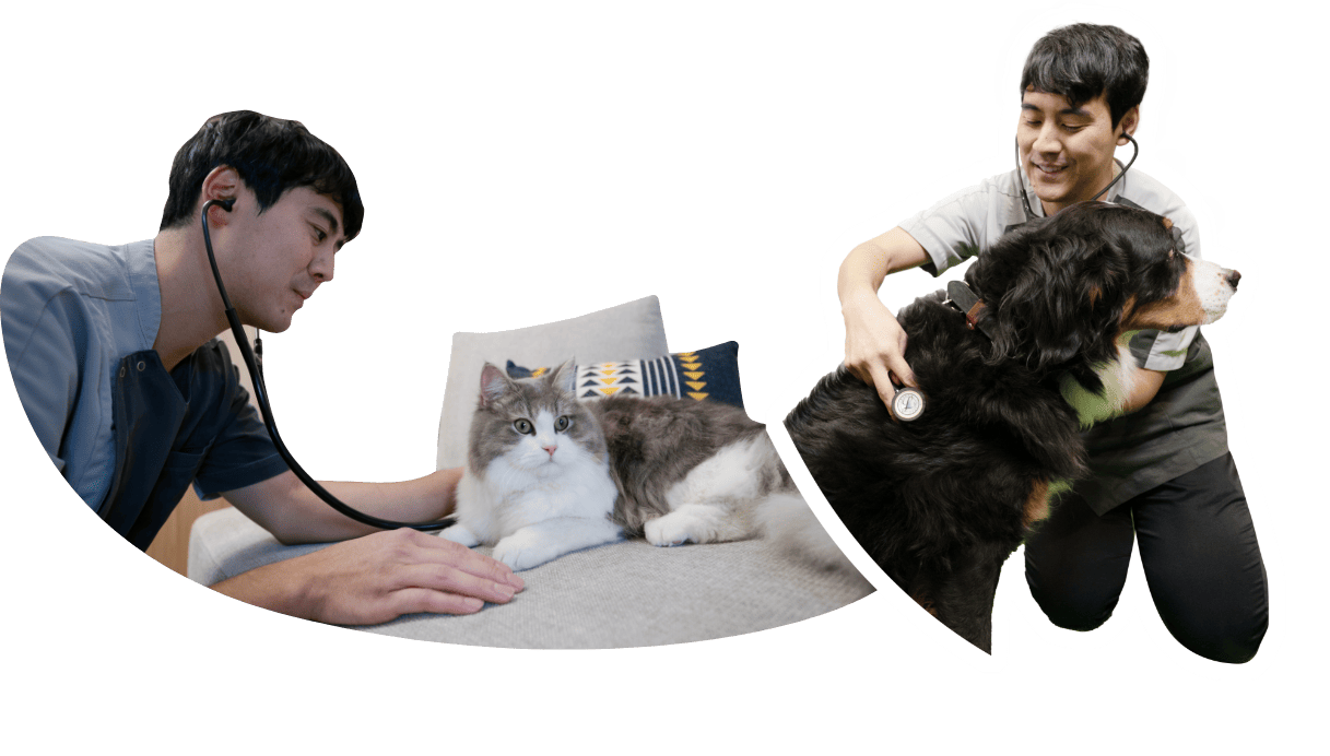 わんちゃんねこちゃんが検診されている様子