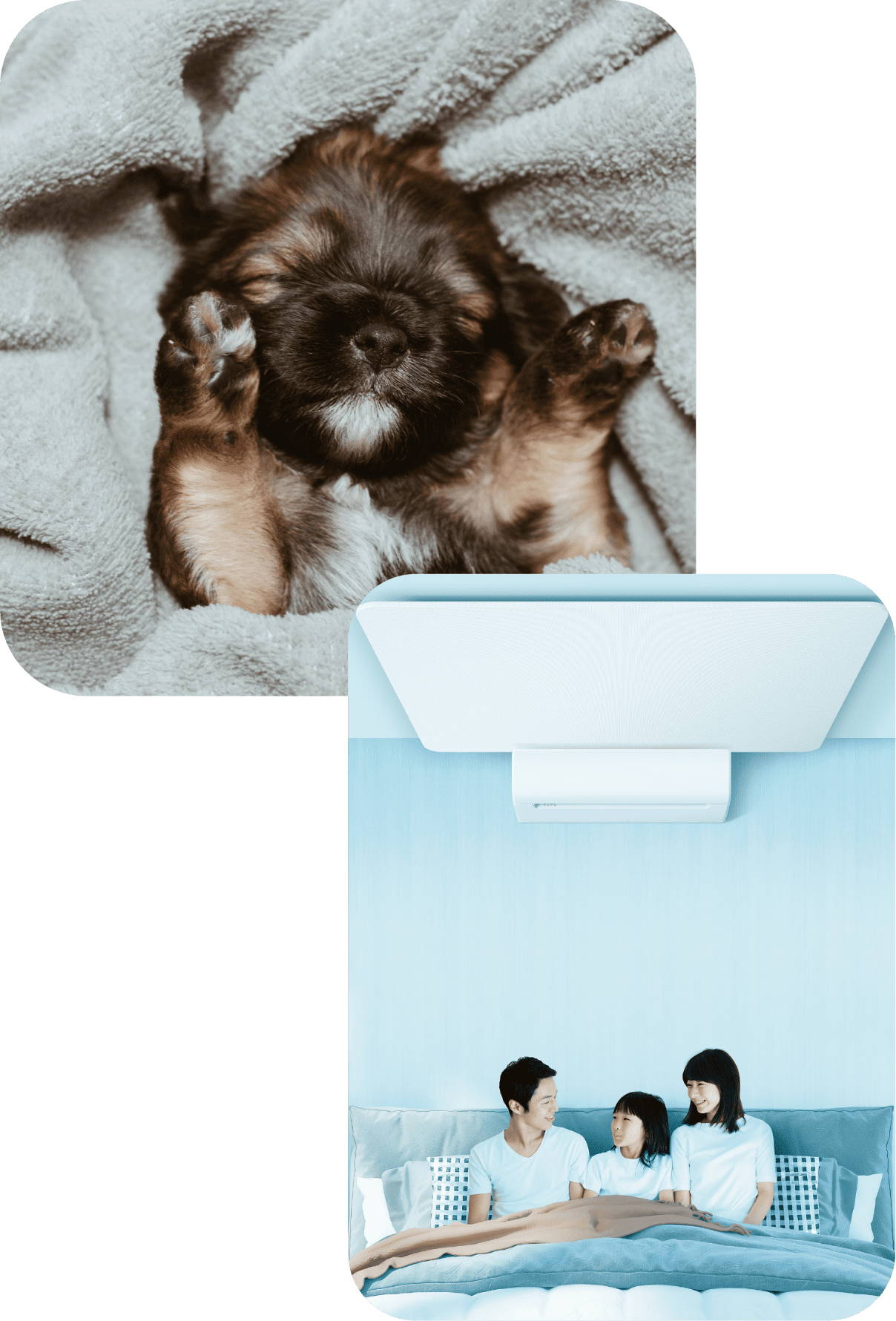 わんちゃんのリラックス姿と寝室