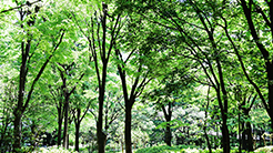 新宿中央公園